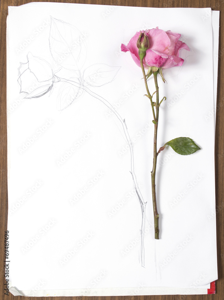 vertical hand drawing and image of roses - obrazy, fototapety, plakaty 