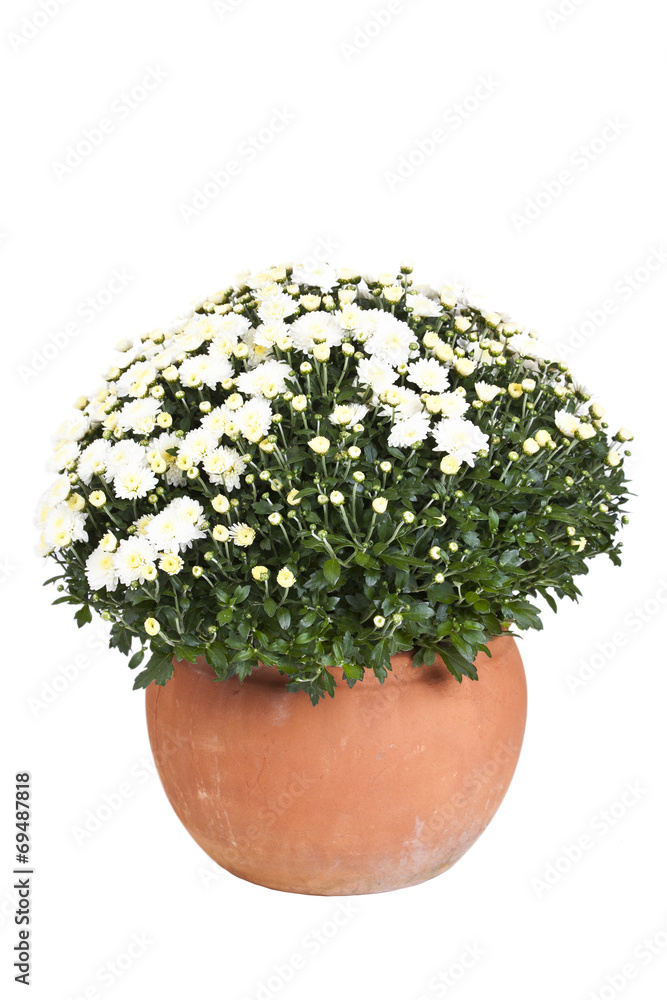 Weiße Chrysanthemen im Blumentopf isoliert Weiße Chrysanthemen im Blumentopf isoliert