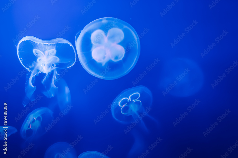 Group of Aurelia auritas Group of Aurelia auritas