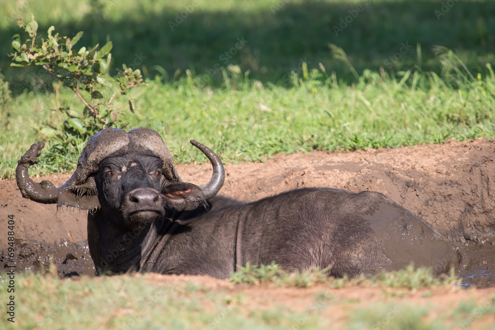 Obraz premium Cape buffalo mud play in mud to cool down protect from insects