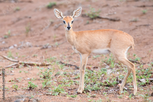 Small Steenbok female walking carefully over open dry ground