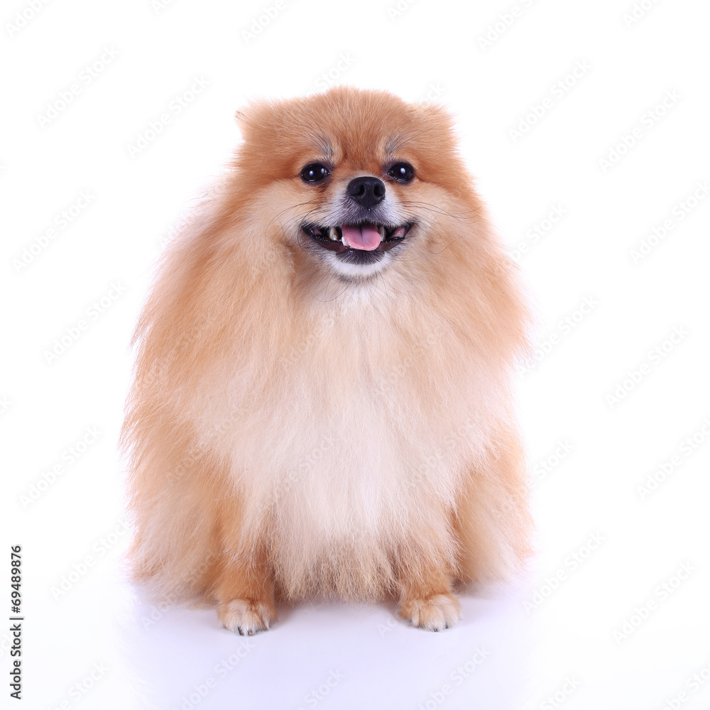 pomeranian dog isolated on white background