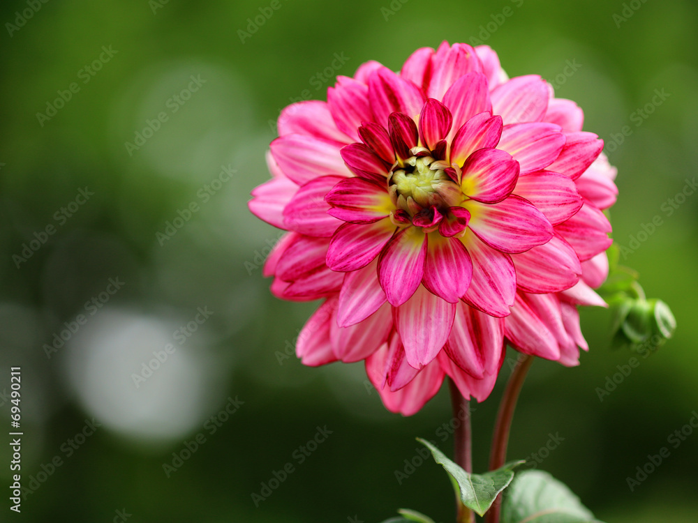 ダリアの花 ダリアの花