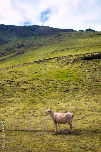 Paysage Campagne mouton brebis islandais Islande