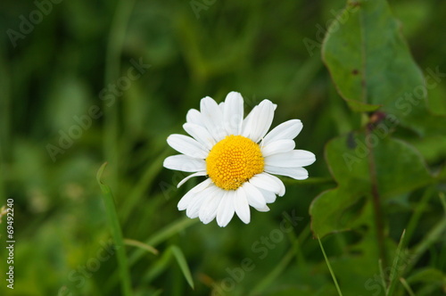 Marguerite