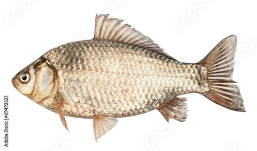Crucian fish