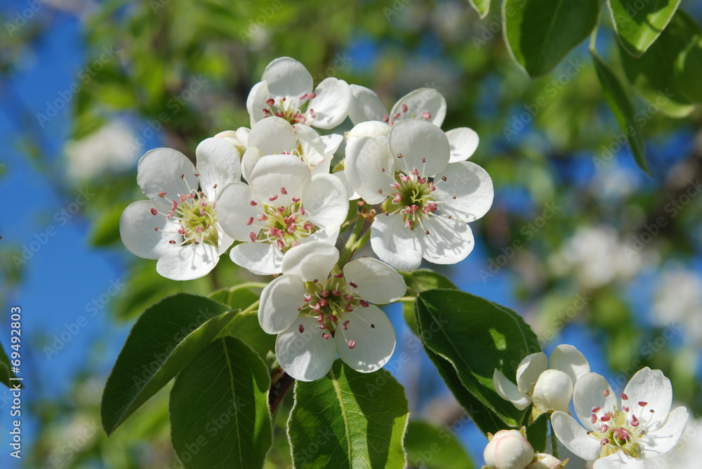 Fototapeta premium Flowers of pear wood