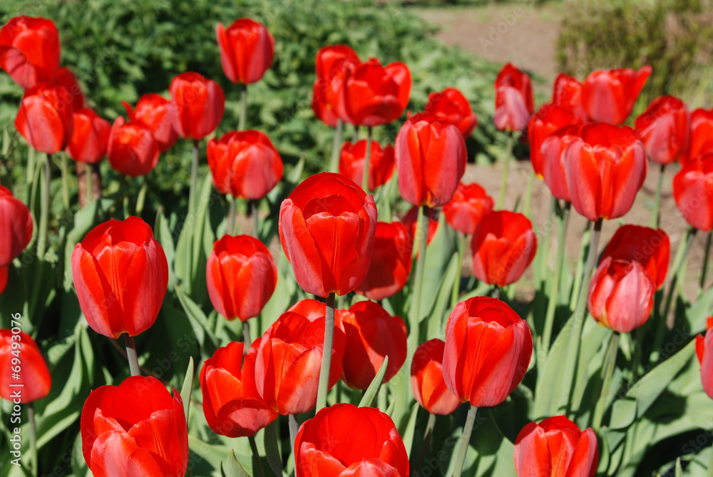 The tulips