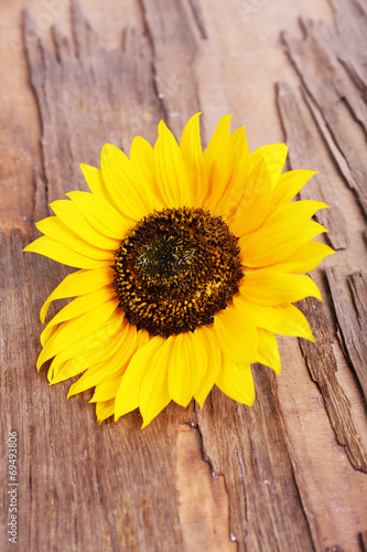 Sunflower on wooden background