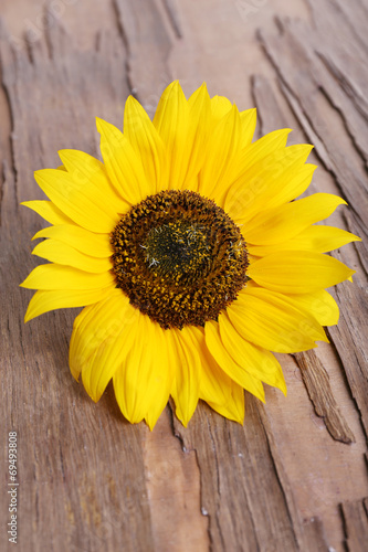 Sunflower on wooden background