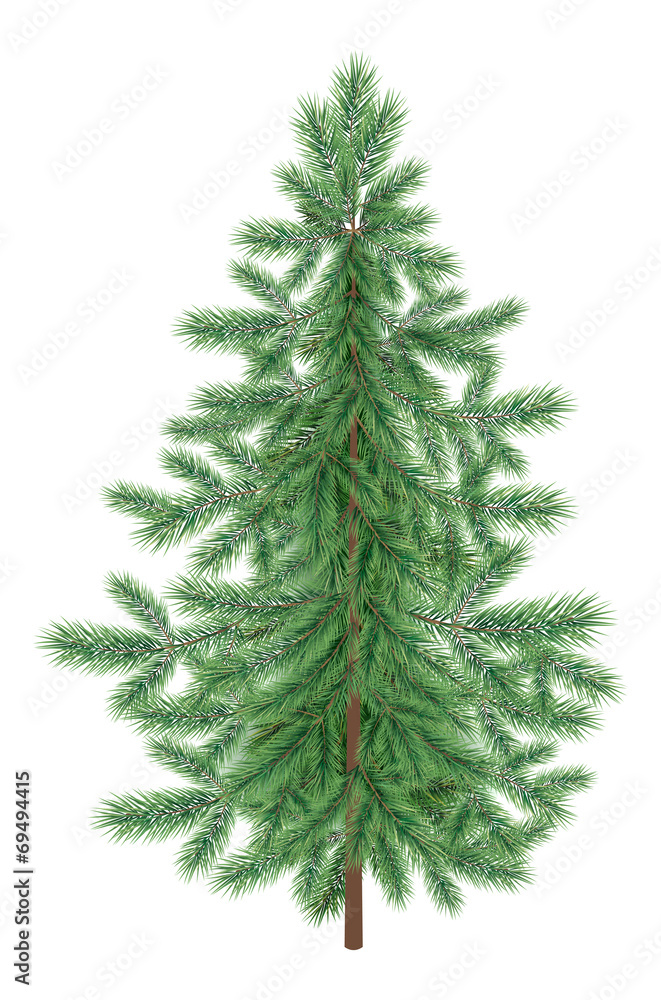 Fototapeta premium Christmas green spruce fir tree isolated