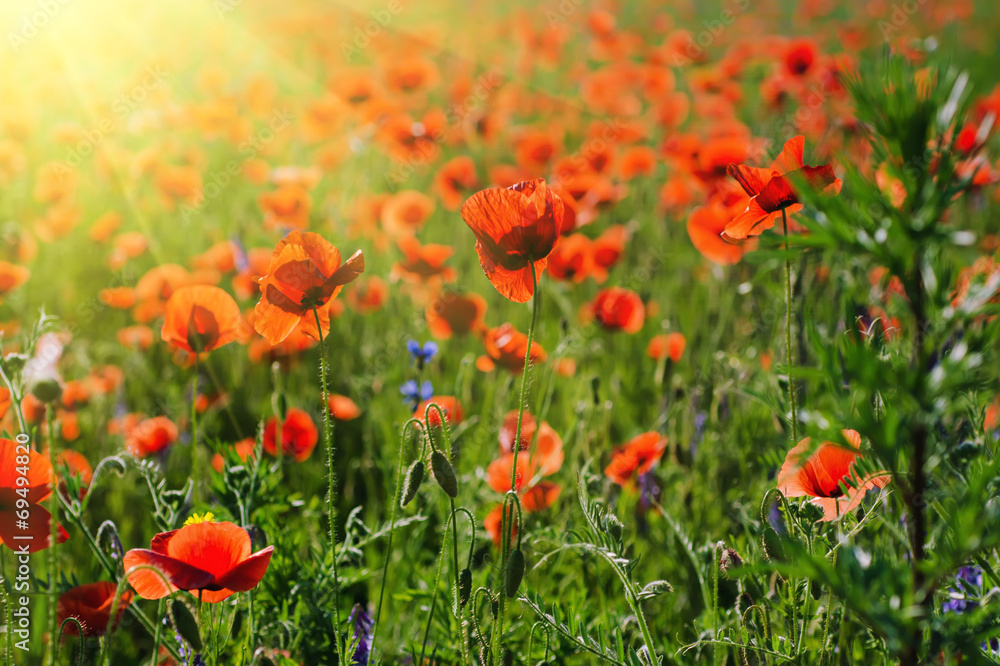 Naklejka premium Poppy in a field