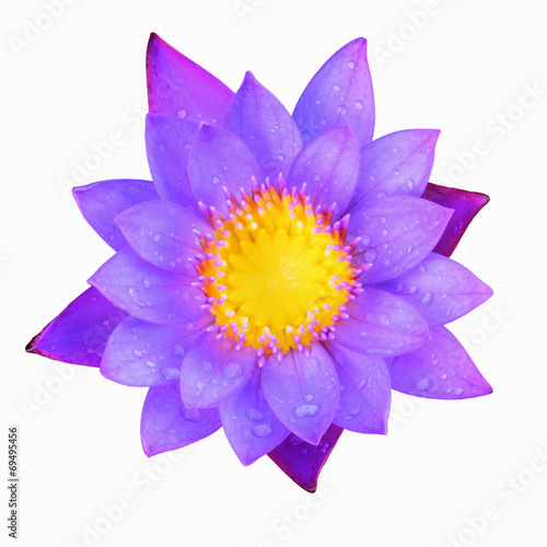 blooming violet lotus