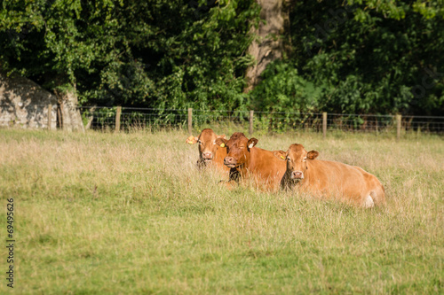 Three resting cows © drhfoto