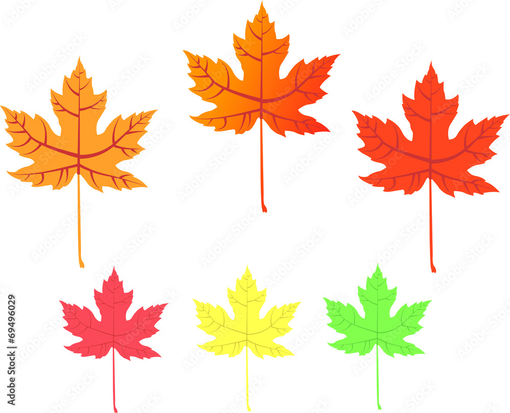 Maple leaf Maple leaf