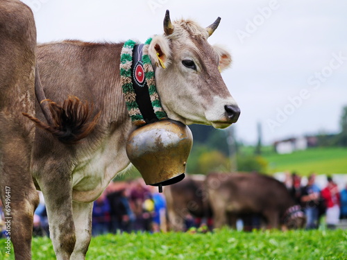 Almabtrieb Kühe im Allgäu