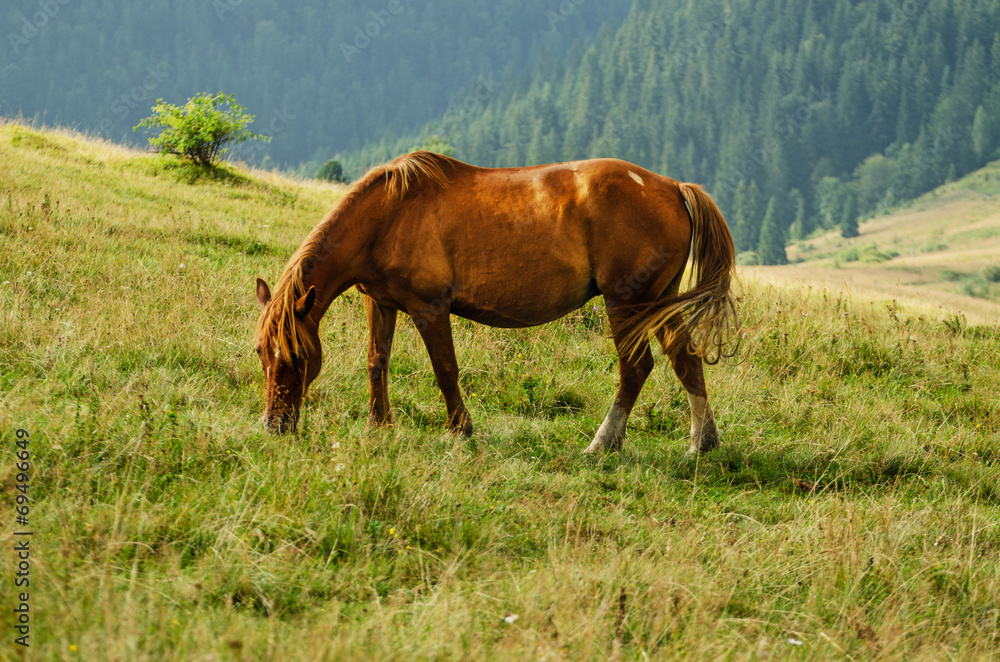 Obraz premium Bay horse grazes in the mountains