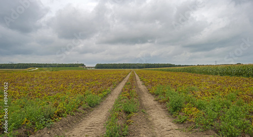 Tracks through a field in summer