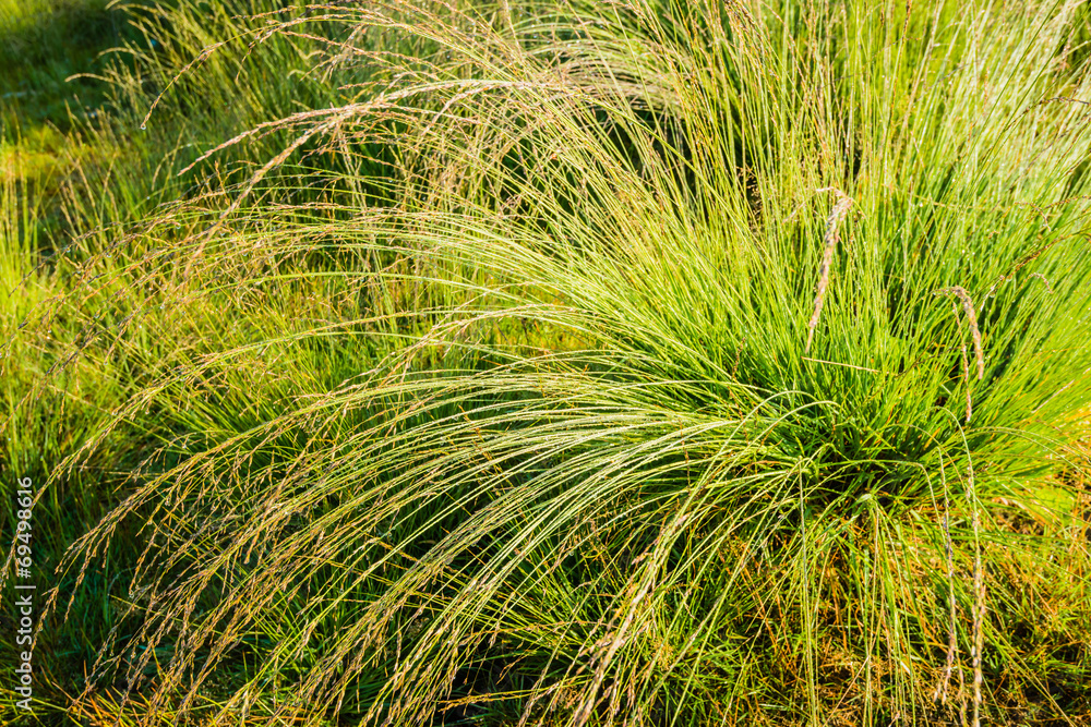Tussock of bunchgrass from close