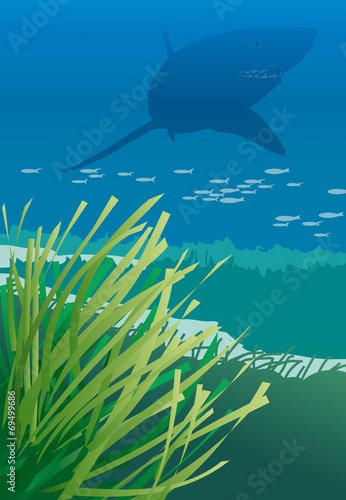Atoll - Posidonie et requin
