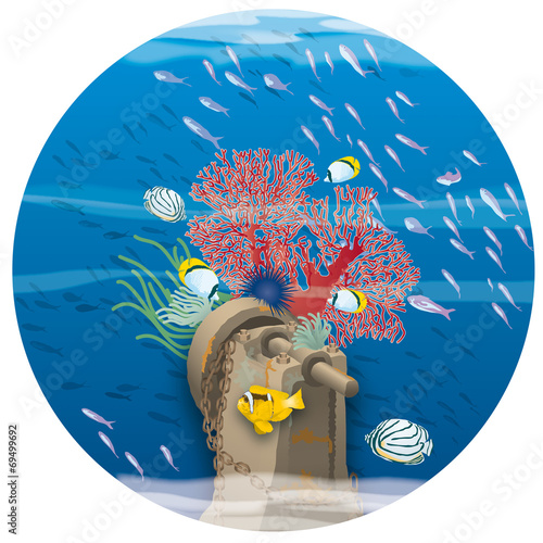 Atoll - Coraux sur épave