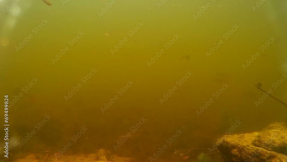 shoal of fish shoal of fish
