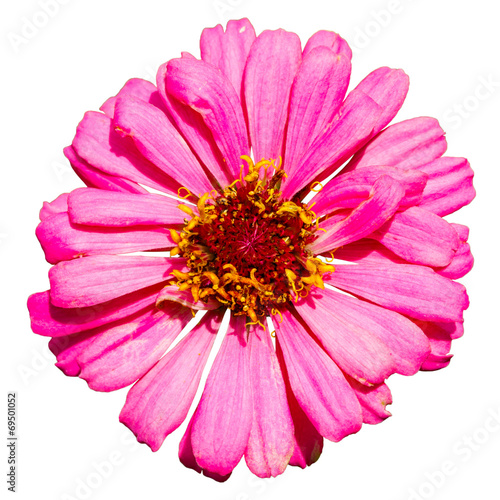 Isolated top view of pink Zinnia flower