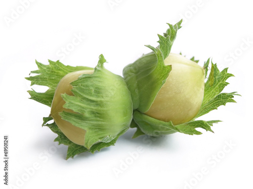 Common hazel (Corylus avellana)