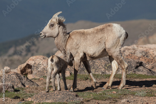 Bighorn Sheep Ewe and Lamb