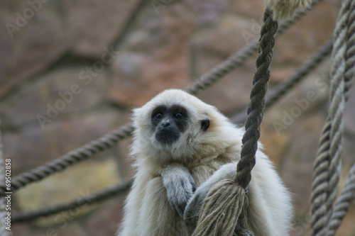 Wallpaper Mural белая обезьяна Torontodigital.ca