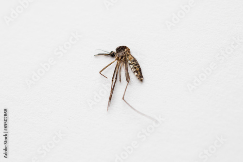 dead mosquito