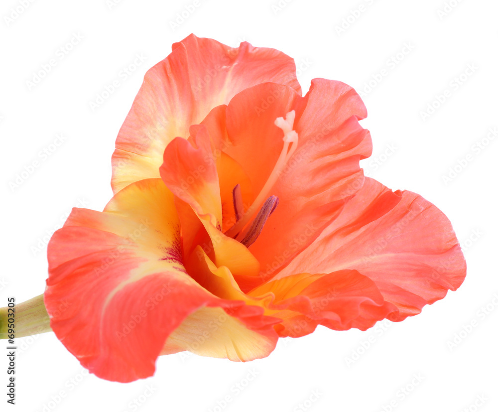 beautiful gladiolus flower, isolated on white beautiful gladiolus flower, isolated on white