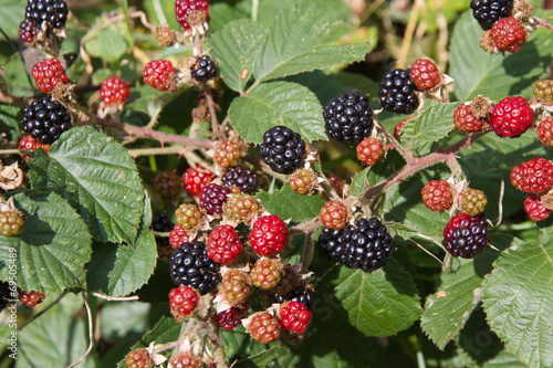 Blackberries in various stages of ripeness