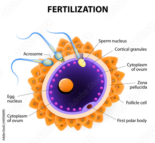 fertilization. Penetration sperm cell of the Egg