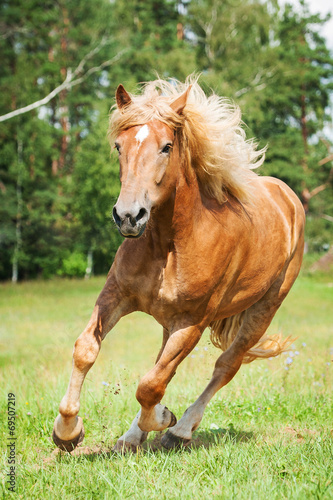 Beautiful horse running on the field in summer