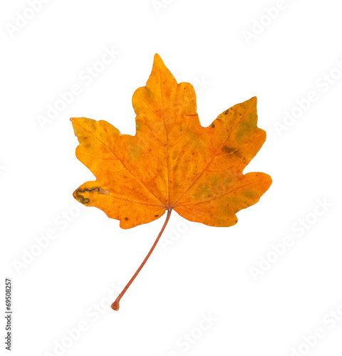 Autumn maple branch with leaves isolated on a white background