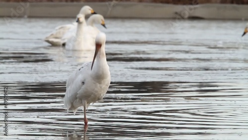 Siberian white crane (Grus leucogeranus) in Japan photo