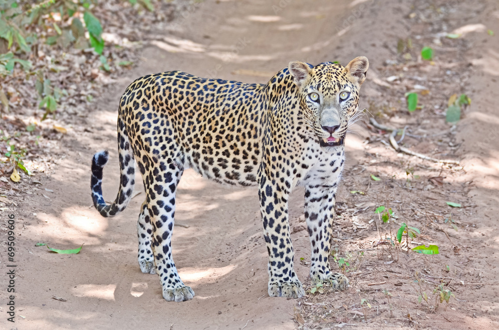 Sri Lankan Leopard Panthera Pardus Kotiya Sri Lankan Leopard Panthera Pardus Kotiya