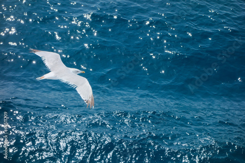 Seagull flying © blackboard1965