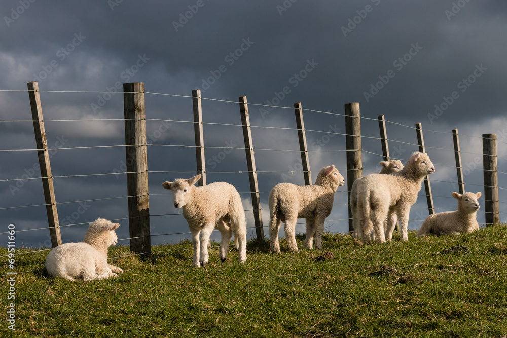 Fototapeta premium flock of lambs resting at fence