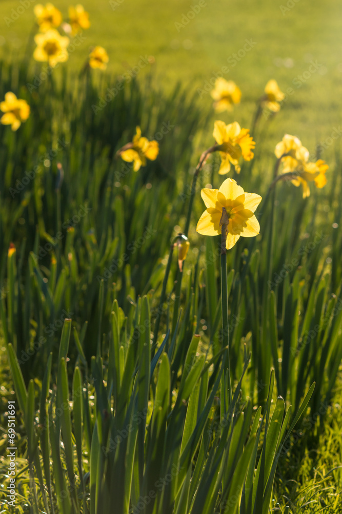 backlit daffodils on green meadow