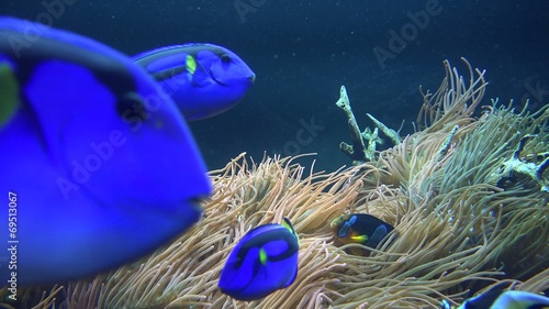 Fish, Sea Life, Aquariums, Animals, Nature