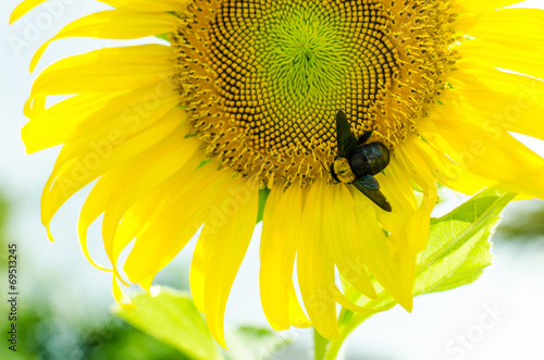 Sunflowers With Carpenter Bee