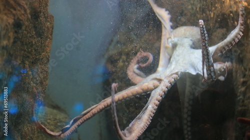 Small octopus moves in an aquarium