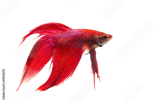 Red Siamese fighting fish (Betta splendens)