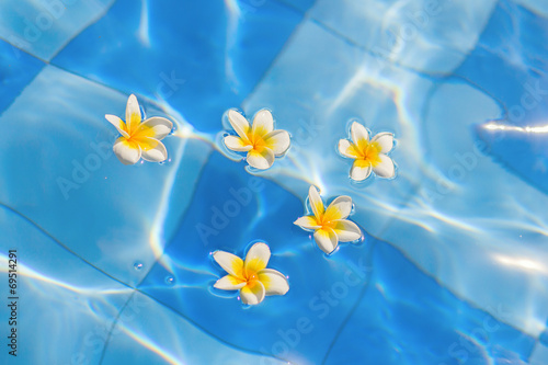 Beautiful frangipani flowers in water
