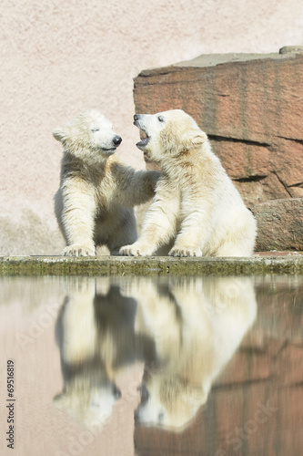 Eisbär Gut gemacht photo