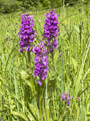 Fototapeta Naklejka Na Ścianę i Meble -  Breitblättriges Knabenkraut