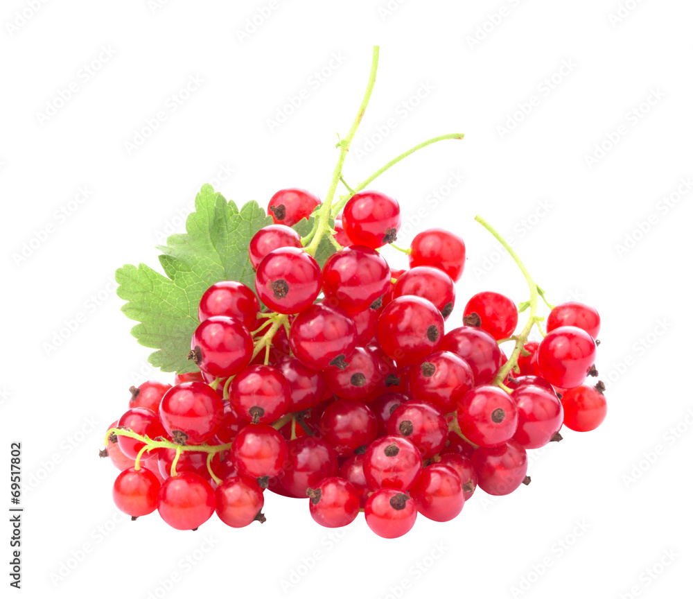 Branch of red currants isolated on white background Branch of red currants isolated on white background