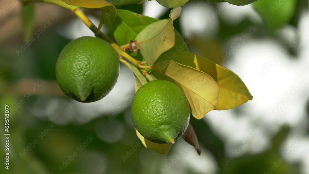 Unripe Green Lemons on the Branch Tree, closeup Unripe Green Lemons on the Branch Tree, closeup